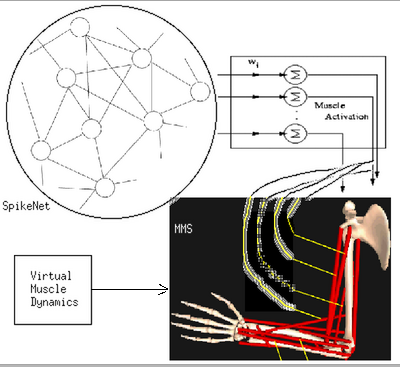 integrating ANN with MMS arm model